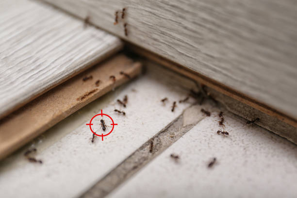 Best Flea Control Services  in Grayson, KY
